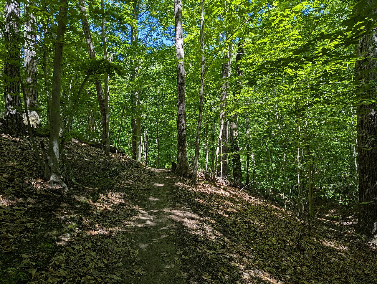 House Trail, Bacon Ridge Natural Area, Crownsville, Anne Arundel County, Maryland, USA